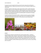 Mongolijos pristatymas 2 puslapis