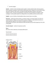 Virškinimo, kvėpavimo konspektai 2 puslapis