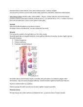 Virškinimo, kvėpavimo konspektai 3 puslapis