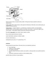 Virškinimo, kvėpavimo konspektai 4 puslapis