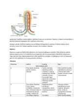 Virškinimo, kvėpavimo konspektai 5 puslapis
