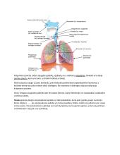 Virškinimo, kvėpavimo konspektai 7 puslapis