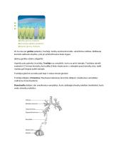 Virškinimo, kvėpavimo konspektai 8 puslapis