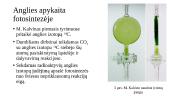 H. Krebsas ir M. Kalvinas 5 puslapis