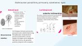 Parazitinių pirmuonių ir kirmėlių sukeliamos ligos 2 puslapis