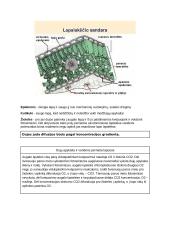 Medžiagų apykaita ir pernaša (konspektas) 16 puslapis