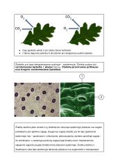 Medžiagų apykaita ir pernaša (konspektas) 17 puslapis