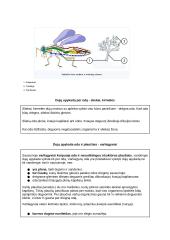 Medžiagų apykaita ir pernaša (konspektas) 3 puslapis