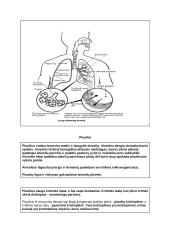Medžiagų apykaita ir pernaša (konspektas) 7 puslapis