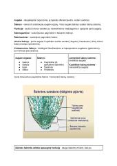 Medžiagų apykaita ir pernaša (konspektas) 10 puslapis