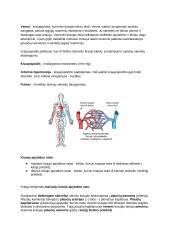 Kraujo sudėtis ir funkcijos (konspektas) 11 puslapis