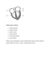 Kraujo sudėtis ir funkcijos (konspektas) 7 puslapis