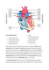 Kraujo sudėtis ir funkcijos (konspektas) 8 puslapis