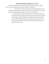 Regos analizatorius. Anatomija ir fiziologija 13 puslapis