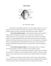 Regos analizatorius. Anatomija ir fiziologija 4 puslapis