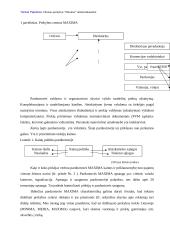 Reklamos analizė: UAB "Vilniaus prekyba" parduotuvė "Maxima" 3 puslapis