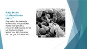 Maro epidemija XVIII a. LDK 3 puslapis
