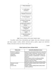 Reklamos veiklos efektyvumo įtaka firmos įvaizdžiui 6 puslapis