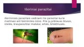 Žmogaus parazitai 3 puslapis
