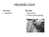 Patogeniniai mikrobai 15 puslapis