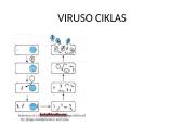 Patogeniniai mikrobai 10 puslapis