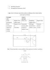 Žolės riedulio atranka 2 puslapis