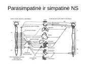 Periferinė nervų sistema 13 puslapis