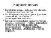 Periferinė nervų sistema 14 puslapis