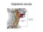 Periferinė nervų sistema 15 puslapis