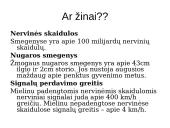 Periferinė nervų sistema 16 puslapis