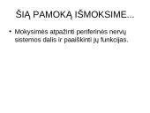 Periferinė nervų sistema 3 puslapis