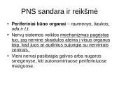 Periferinė nervų sistema 5 puslapis
