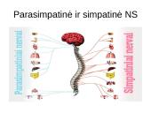Periferinė nervų sistema 10 puslapis