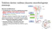 Retikulinės ir limbinės sistemos vaidmuo skausmo neurobiologinėje sistemoje 2 puslapis