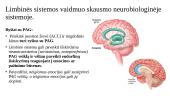 Retikulinės ir limbinės sistemos vaidmuo skausmo neurobiologinėje sistemoje 5 puslapis
