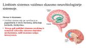 Retikulinės ir limbinės sistemos vaidmuo skausmo neurobiologinėje sistemoje 6 puslapis