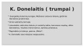 Pietizmas. Pietistinė liuteronybė 6 puslapis