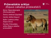 Arklių istorija 11 puslapis