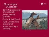 Arklių istorija 13 puslapis