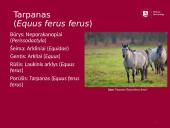 Arklių istorija 6 puslapis