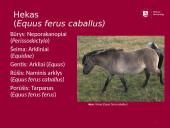 Arklių istorija 8 puslapis