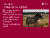 Arklių istorija 9 puslapis