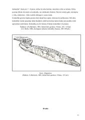 Roplių charakteristika ir klasifikacija 11 puslapis