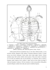 Roplių charakteristika ir klasifikacija 4 puslapis