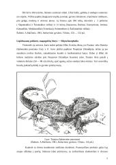 Roplių charakteristika ir klasifikacija 5 puslapis