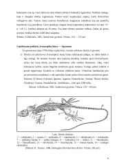 Roplių charakteristika ir klasifikacija 6 puslapis