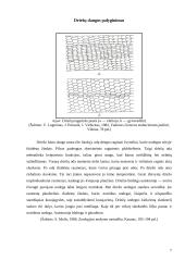 Roplių charakteristika ir klasifikacija 7 puslapis