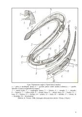 Roplių charakteristika ir klasifikacija 9 puslapis