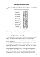 Roplių charakteristika ir klasifikacija 10 puslapis