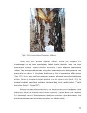 Karpotųjų beržų (betula pendula) sulos kiekių priklausomybė nuo medžių ir gręžinių parametrų 12 puslapis